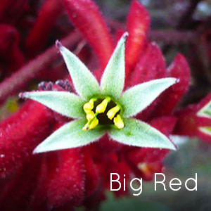 Photo of Big Red Kangaroo Paw flower